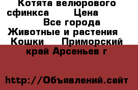 Котята велюрового сфинкса. .. › Цена ­ 15 000 - Все города Животные и растения » Кошки   . Приморский край,Арсеньев г.